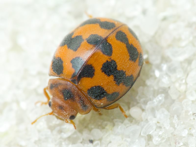 Subcoccinella vigintiquatuorpunctata (Linnaeus, 1758)